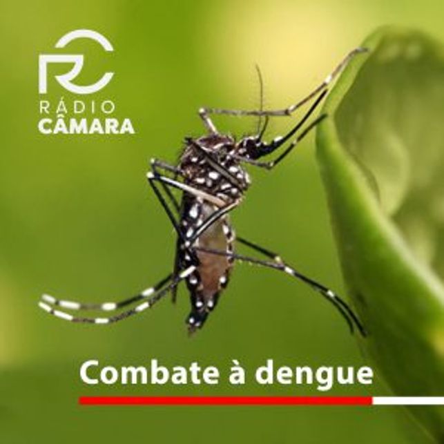 Combate à dengue: esse é o foco