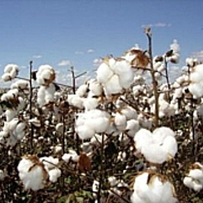 Agropecuária - Plantações - Plantação de algodão