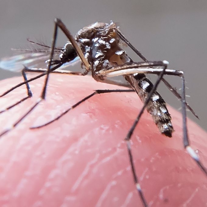 Saúde - doenças - dengue aedes aegypti mosquito epidemia