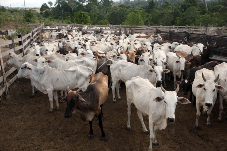 Agropecuária - criação de animais - boi gado corte rebanho febre aftosa rural