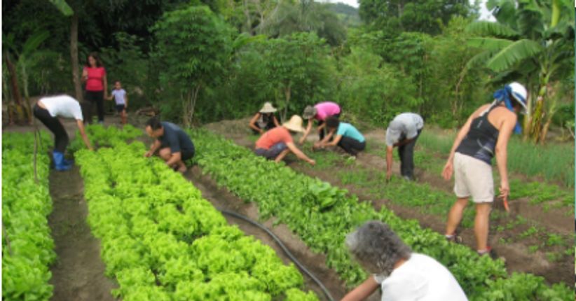 CSA - Comunidades que Sustentam a Agricultura