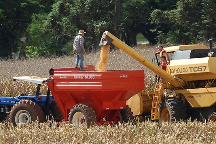 Agropecuária - plantações - colheitas milho máquinas agrícolas agricultor