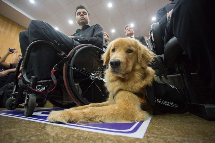 Direitos Humanos - deficiente - animais cães cachorros guia apoio cadeirantes pessoas com deficiência