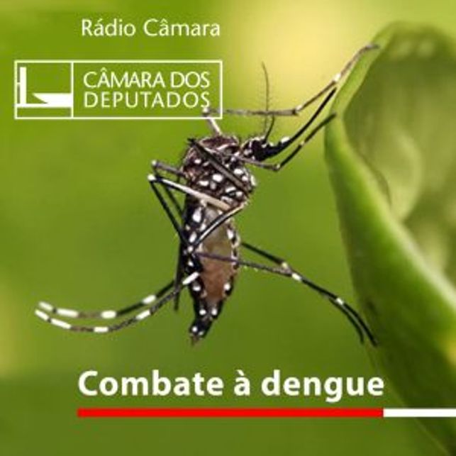 Combate à dengue: esse é o foco