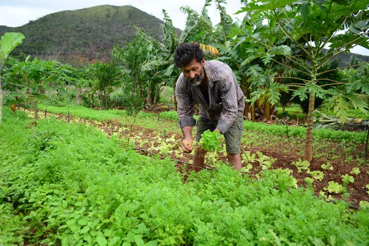 Agropecuária - plantações - agricultura familiar agricultor produtor rural