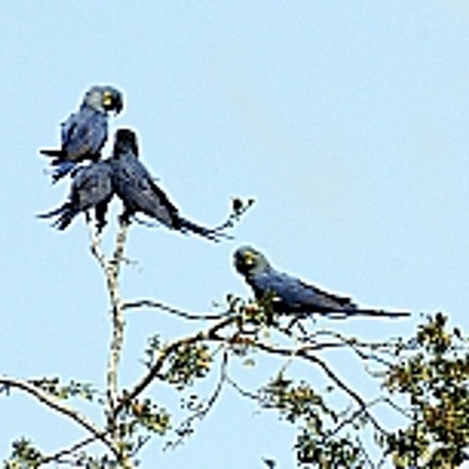 Arara azul - Caatinga