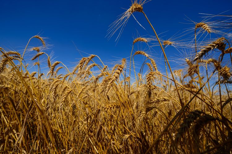 Agropecuária - plantações - trigo grãos
