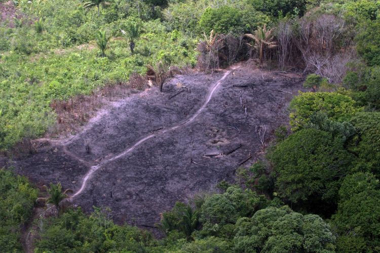 Meio Ambiente - queimada e desmatamento - deflorestamento madeiras derrubada árvores fiscalização Amazônia florestas aquecimento global