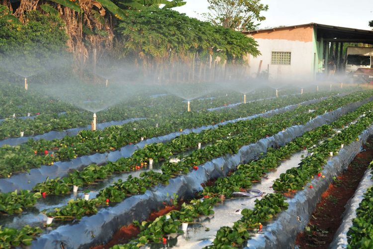 Agropecuária - plantações - irrigação recursos hídricos água solo aspersão