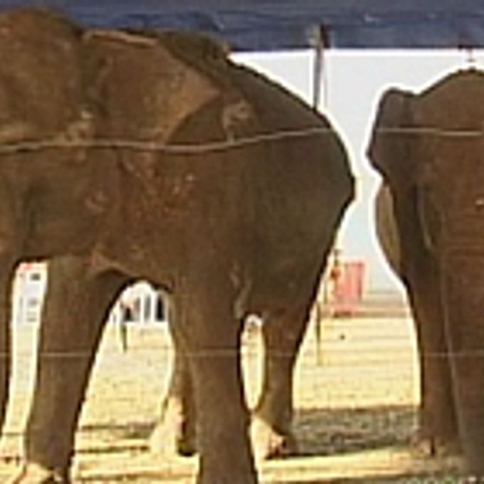 Meio ambiente - Animais e natureza - Elefantes