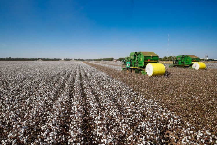 Agropecuária - plantações - agricultura algodão agricultor rural colheita