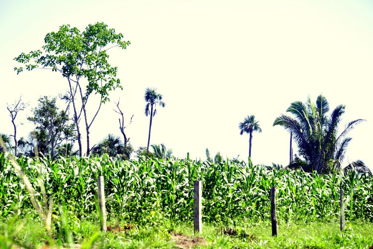 Agropecuária - plantações - agroflorestas agroflorestal alternativas Cotriguaçú-MT