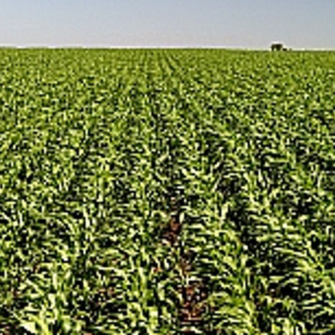 Agropecuária - Plantações - plantação de milho